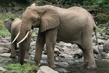 Озеро Маньяра, Танзания