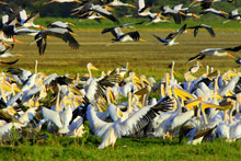 Озеро Маньяра, Танзания