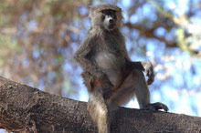 Озеро Маньяра, Танзания