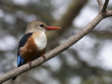 Озеро Маньяра, Танзания