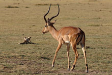 Озеро Маньяра, Танзания