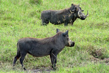 Озеро Маньяра, Танзания