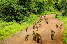 Озеро Маньяра, Танзания