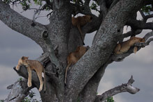 Озеро Маньяра, Танзания