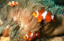 Пхи-Пхи, Тайланд