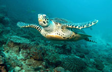 Пхи-Пхи, Тайланд