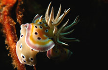 Пхи-Пхи, Тайланд