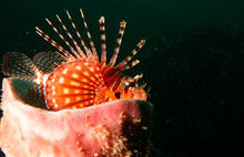 Пхи-Пхи, Тайланд