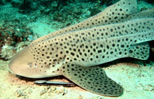 Пхи-Пхи, Тайланд