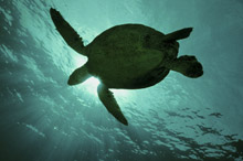 Остров Раунд (Round Island), Сейшельские острова