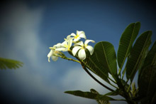 Остров Раунд (Round Island), Сейшельские острова
