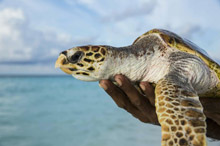 Мальдивские острова, Мальдивы