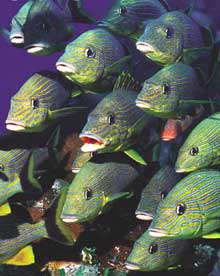 Багамы, Багамские острова