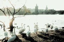 Прага, Чехия