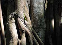 Сейшелы, Сейшельские острова