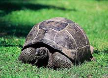 Сейшелы, Сейшельские острова