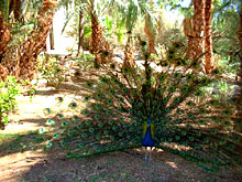 Leonardo Inn Hotel Dead Sea(ex/Tulip Inn (ex. Ein Bokek))