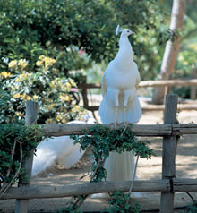 Частный зоопарк