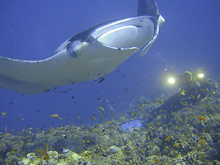 Conrad Maldives Rangali Island