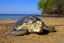 Sheraton Senggigi Lombok