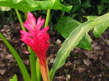 Best Western Premier Bangtao Beach Resort & Spa(ex.Bangtao Beach Resort & Spa)