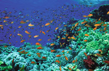 Four Seasons Resort(ex.Four Seasons Resort Sharm El Sheikh)