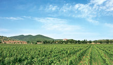 L'Andana - Tenuta La Badiola