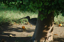 Al Bustan Palace InterContinental Muscat