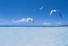 Tikehau Pearl Beach Resort