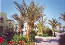 Palm Beach Resort(ex.Palm Beach Eurotel)