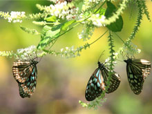 Centara Villas Samui