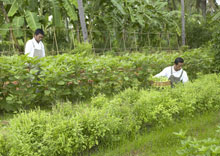 Evason Hua Hin & Six Senses Spa