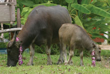 Belmond Napasai(ex.Napasai)