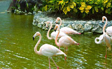 Iberostar Bavaro Suites