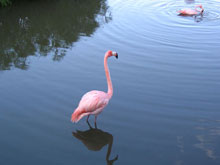 Viva Wyndham Dominicus Palace