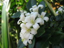 Excellence Punta Cana