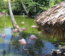 Excellence Punta Cana