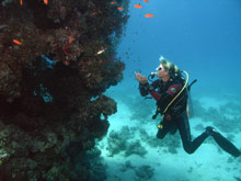 Steigenberger Al Dau Beach Hotel