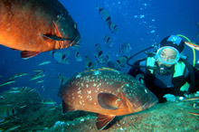 Hotel Le Palme (Porto Cervo)