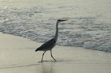 Per Aquum Huvafen Fushi Maldives(ex.Huvafen Fushi)