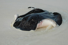 Per Aquum Huvafen Fushi Maldives(ex.Huvafen Fushi)