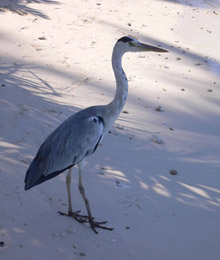 Biyadoo Island Resort