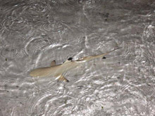 Biyadoo Island Resort