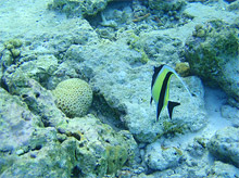 Biyadoo Island Resort