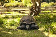 Hilton Seychelles Labriz Resort & Spa