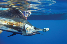 Desroches Island Resort