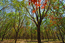 The Vijitt Resort Phuket