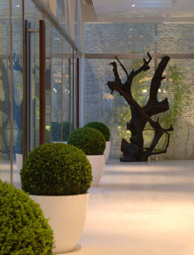 Per aquum Desert Palm