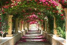 Per aquum Desert Palm