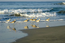 The Fairmont Pierre Marques